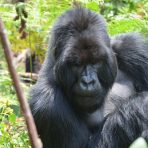  Gorilla, Bushokoro, Africa 2014